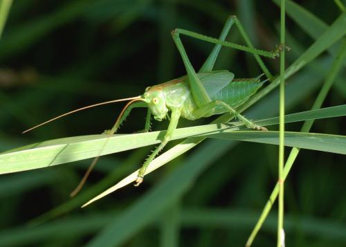 Réf. 247 711 : Tettigonia viridissima